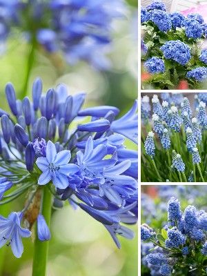 Piante da giardino blu