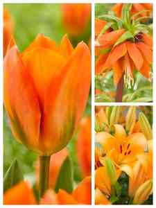 Bulbi di Fiori d'Arancio