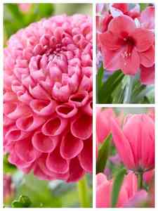 Bulbi da fiore rosa