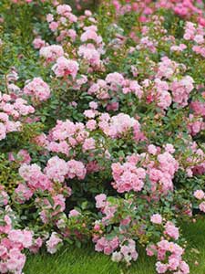 Rose tappezzanti