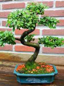 Alberi Bonsai