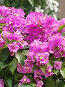 Piante da giardino Brugmansia