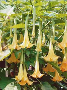 Brugmansia - Tromba d'angelo