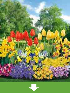 Tutti i Bulbi di Fiori