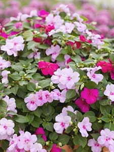 Piante da Aiuola Lizzie Indaffarata