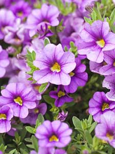 Calibrachoa