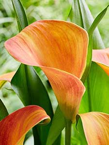 Calla