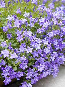 Campanula - Campanula