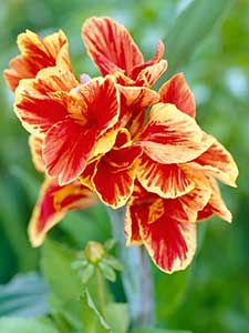 Bulbi di Canna