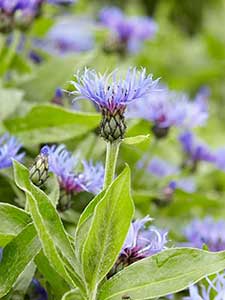 Centaurea - Fiordaliso comune