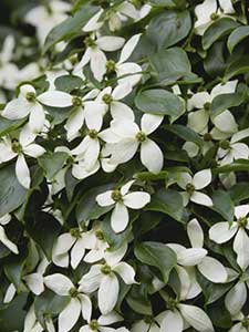 Cornus - Corniolo