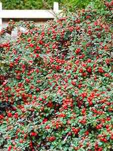 Cotoneastro
