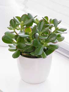Crasula