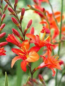 Bulbi di Crocosmia