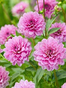 Dalia