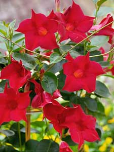 Piante da Aiuola Scaricando