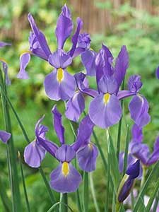 Iris Olandese