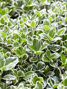 Euonimo - Euonymus