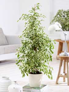 Piante ficus