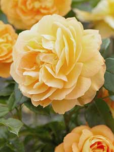 Rosa Floribunda