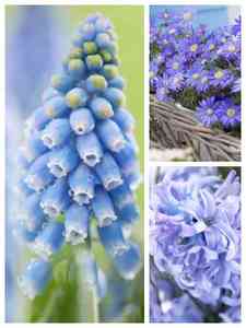 Bulbi da fiore blu