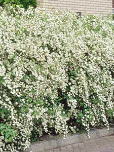 Siepe Fiorita