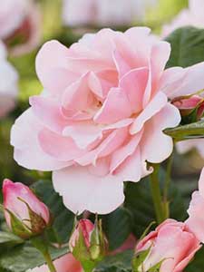 Rose Profumate