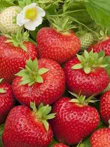 Frutta da Giardino