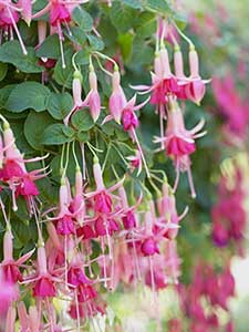 Fucsia