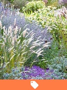 Vendita Piante da Giardino