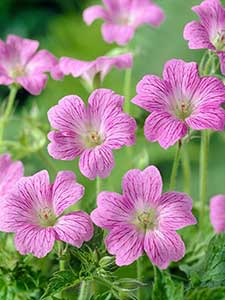 Geranio Hardy - Cranesbill