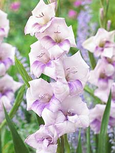 Gladioli