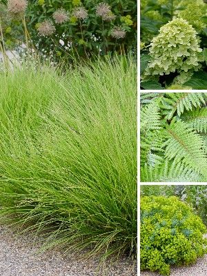 Piante da giardino verde