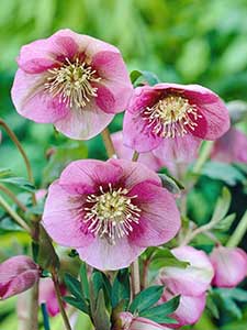 Helleborus - Rosa quaresimale