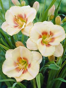 Hemerocallis - Gigli di giorno