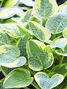 Hosta