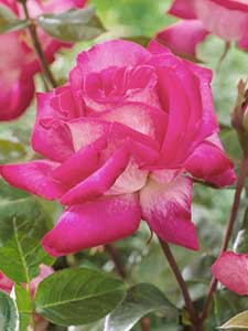 Rose di tè ibride