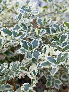 Ilex