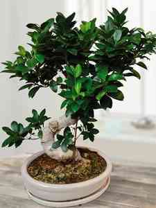 Bonsai da interno