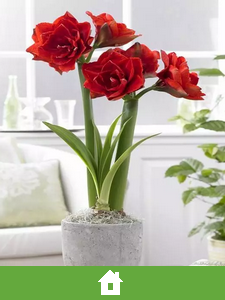 Bulbi da Fiore da Interno