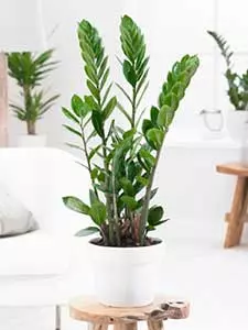 Piante da interno