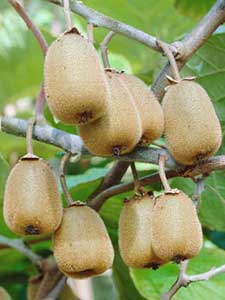 Piante di Kiwi