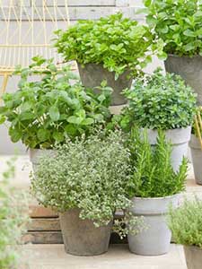Erbe aromatiche da cucina