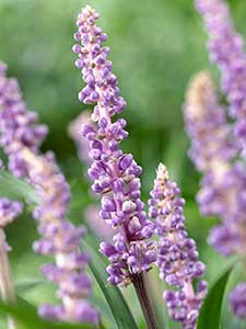 Liriope - Erba di scimmia