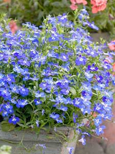 Lobelia