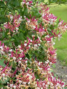 Caprifoglio Lonicera