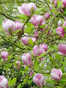 Magnolia