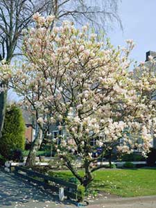 Alberi di Magnolia