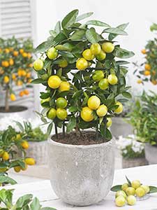 Mini alberi da frutto