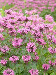Monarda - Pianta di Bergamotto